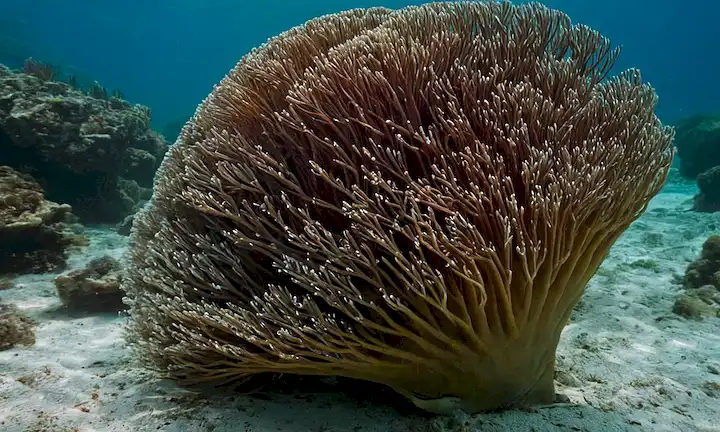 Título de una guía con información detallada sobre diferentes especies marinas encontradas en España