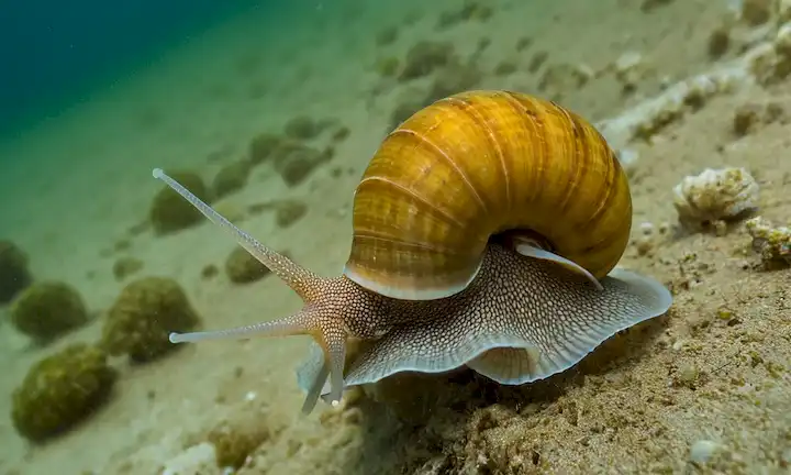 Palabras clave en Medusa Snails de España: Guía Integral de Especies y Seguridad para Swimmers, acompañada de fotografías submarinas.