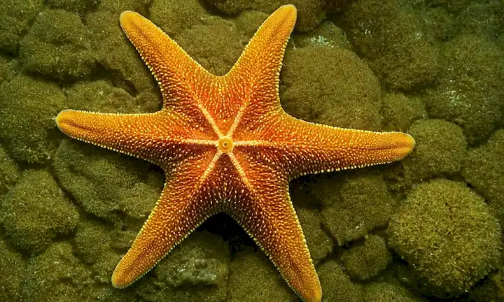 Person typing Research and management of sea star populations in Spain: Guía integral para especies y peligros de baño. Esto es probablemente un artículo científico sobre monitoreo de las poblaciones marinas, pero permite simplificarlo a: Aprende cómo mantener las estrellas marinas a salvo de ahogarse!