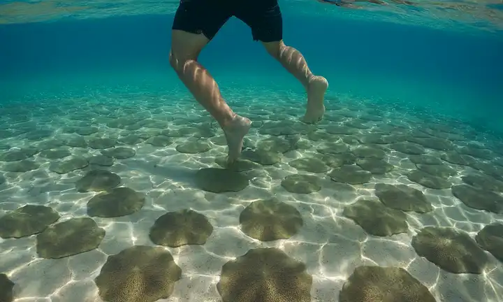 Persona caminando a través del agua clara con pasos para la seguridad contra criaturas marinas como los rayos. En español.
