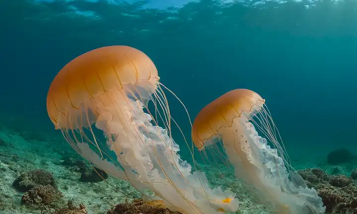 Más detalles sobre los efectos de más presencia de medusas en España, guía completa de la especie y su nivel de peligro para nadadores.
