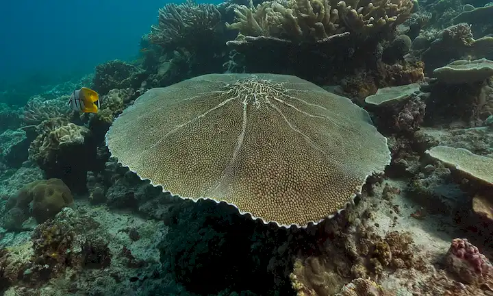 Una guía detallada que cubre los roles y características de varias especies marinas en España, como las especies de Medusa. Se divide en secciones para abordar sus hábitats, dieta y cualquier peligro potencial para los nadadores manteniendo un formato conciso. El título en sí sugiere que ofrece información completa sobre el papel de los Medusas en el ecosistema marino que puede ser engañoso ya que el artículo se centra más en el ambiente español que los papeles de Medusas en general.