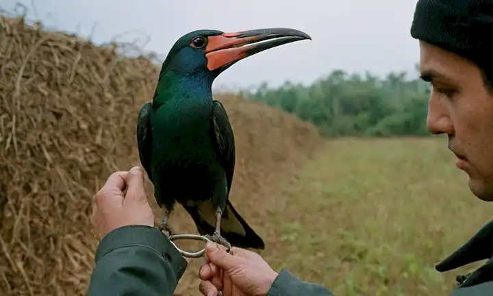 Aves capturadas pico con las manos agarrarla en primer plano. Significado y efecto del atraque ilícito de aves sobre su supervivencia en el fondo. El subtítulo inglés para un snippet tan breve podría ser, Ilegal Capture Impacts Birds Survival.
