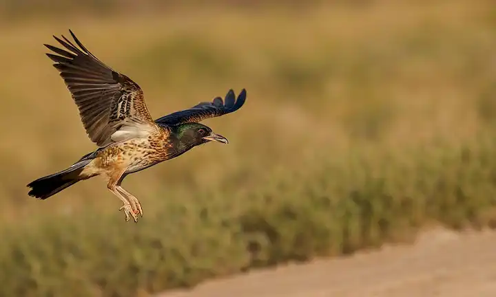 Un pájaro en vuelo con su cabeza aturdido con seguridad bajo sus alas después de escapar estrechamente de una grieta contra la captura ilícita de aves. (Español)