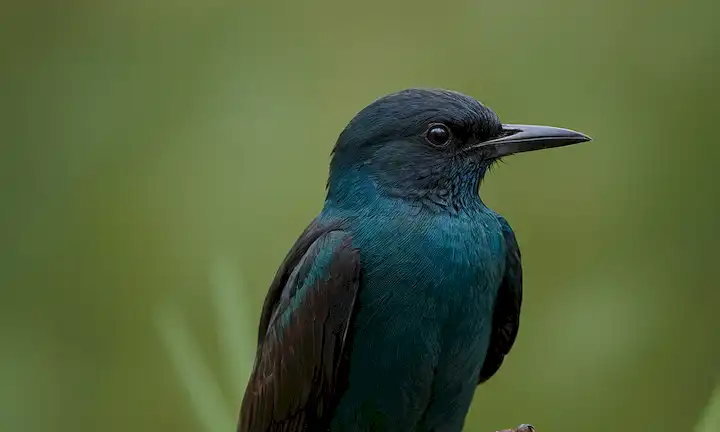 La colaboración internacional salva a aves en peligro de caza furtiva. En palabras simples: La importancia de la cooperación internacional para el jaybird, símbolo de la libertad, es esencial contra la captura ilegal.