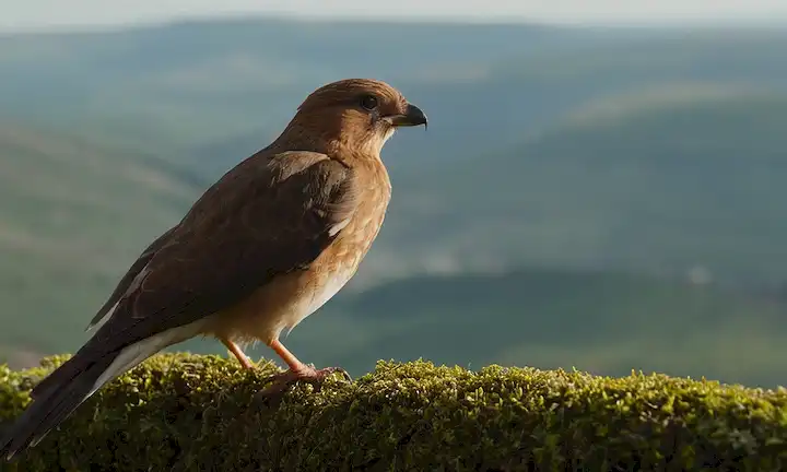 Jasmine Hawk - Bibliografía de European Sowbird: La captura ilícita amenaza la supervivencia de esta especie.