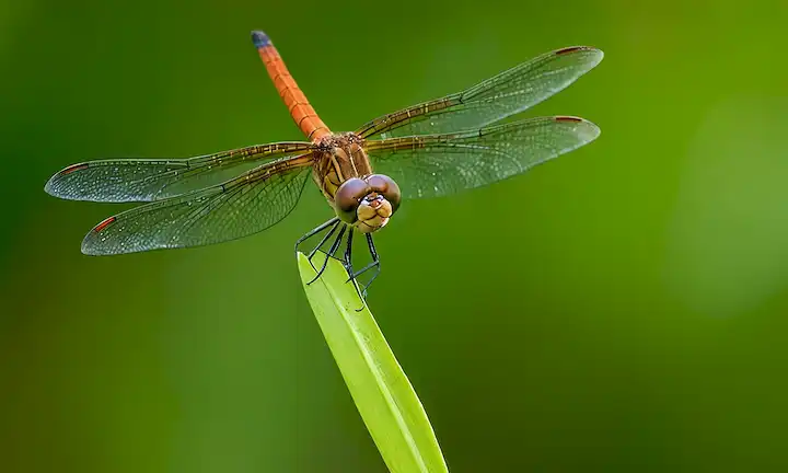 Un pequeño y elusivo mamífero volador en la selva tailandesa siendo superado por un insecto de libélula. (Esto podría ser simplificado ya que Dragonfly salva al mundo de la extinción del pequeño mamífero volador).