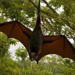 El murciélago gigante de Filipinas: Un manjar en peligro de extinción