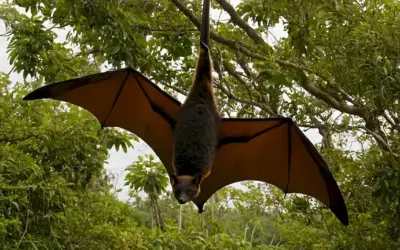 Un zorro volador gigante en Filipinas enfrentan amenazas debido a la deforestación. En inglés: The Giant Flying Fox of the Philippines: Un manjar en riesgo. (Esta es una frase más larga