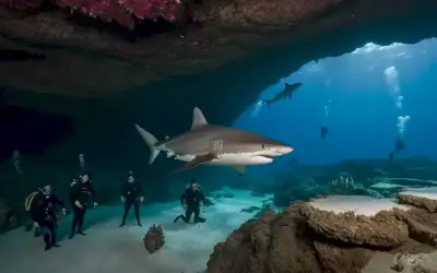 Un equipo de buceadores que exploran un sistema de cuevas submarinas lleno de nuevas especies de tiburones. (En inglés: Los científicos descubren dos especies de tiburones gigantes recientemente encontradas en las cavernas más grandes de la Tierra.)