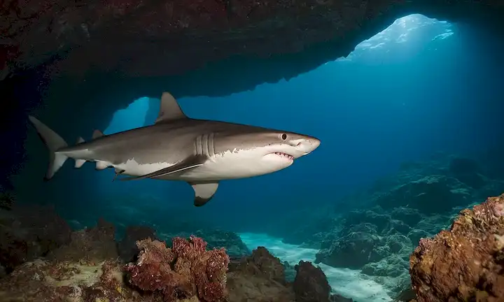 Intrigante descubrimiento que implica una nueva especie de tiburón encontrada en el sistema de cuevas más profundo de la Tierra.