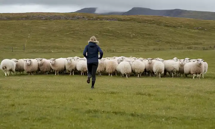 Persona corriendo y usando numerosos pares de pieles de oveja mientras se para en frente de una granja en un paisaje islandés. La capción es un juego de palabras, comparando el número de personas con el número de ovejas propiedad de la persona. La frase se traduce literalmente como El impacto de lana en el paisaje islandés: podría referirse al hecho de que Islandia tiene alrededor de diez veces más ovejas que los humanos, debido en parte a la tierra y el clima de los países.