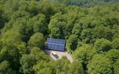 Bosques verdes