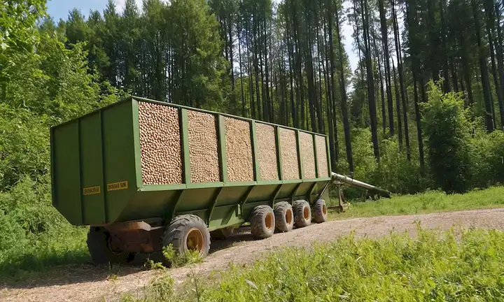 Biomasa de madera, pequeños pellets cilíndricos, árboles forestales en el fondo, luz solar brillante, maquinaria industrial, cintas transportadoras, cajas o sacos, paisaje rural, vegetación