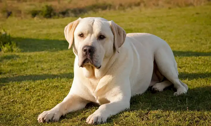 Una majestuosa y refinada raza de perros de los Grandes Cinco razas de perros - perros grandes y elegantes con una nobleza innata. Del libro El Dogo Alemán: Un gigante con elegante una nobleza innata de Las 5 razas de perro más grande: Gigantes peludos que te robarán el corazón.
