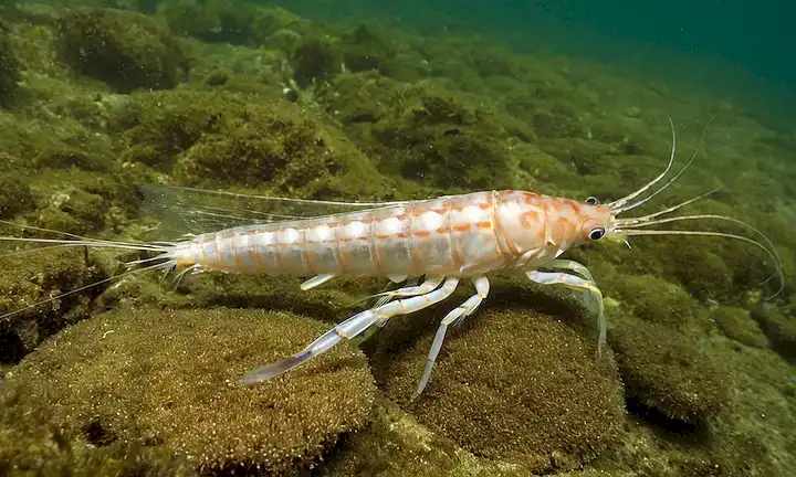 Un libro sobre la biología y el comportamiento de los camarones blancos del Pacífico en peligro con una imagen de ella en un entorno oceánico. También podría discutir los esfuerzos de conservación de esta especie, junto con información sobre otras criaturas marinas. El título implica que una gran cantidad de texto seguirá para profundizar en estos temas. - Un Gigante Pacífico: Anatomía y Comportamiento del Pez Luna de Pez Luna: El Gigante del Océano en Peligro (Traducción: Un gigante del Pacífico: Anatomía y Comportamiento del camarón blanco del Pacífico por el monstruo del mar Luna: El gigante de los peces del mar profundo en las amenazas) - Este libro, escrito por un biólogo con amplio conocimiento sobre las criaturas marinas especialmente los camarones, dará cuenta de un fascinante océano. Los tópicos también incluirían estrategias de ecología, genética y supervivencia relacionadas con amenazas tales Sargasso (whirlpools formados bajo desechos flotantes). Incorpora ilustraciones de fotografías tomadas mientras bucean en expediciones de investigación, proporcionando así a los lectores una comprensión visual de estas criaturas evasivas.- El libro tiene como objetivo principal educar sobre las necesidades de ciclo de vida y hábitat de estos habitantes de aguas profundas en peligro, cómo podrían estar en peligro debido al cambio climático y las intervenciones humanas en los ecosistemas oceánicos, etc. Puede dividirse en capítulos discutiendo temas como sus hábitos de crianza, hábitos de forraje, y cómo podrían verse afectados por el medio natural y la humanidad también.- El libro también profundizará en la importancia de los esfuerzos de conservación relacionados con esta especie (y otros) que podrían servir como base para los programas de promoción. Con un enfoque en los camarones blancos del Pacífico debido a su alto significado ecológico y rareza en los océanos, Un Gigante Pacífico ofrecería a los lectores algunas ideas esenciales sobre estos fascinantes animales marinos.- Al igual que con todos los textos científicos o libros sobre la vida marina, no debe asumirse que su manual de instrucciones o conjunto de medidas que requieren ejecución inmediata. Esto es más bien una visión de un mundo hermoso que se asienta con diversas criaturas. El libro parece ofrecer una amplia profundidad con respecto a los camarones blancos del Pacífico, aun cuando mantiene su enfoque en la conservación y la educación del lector de estas criaturas notables.