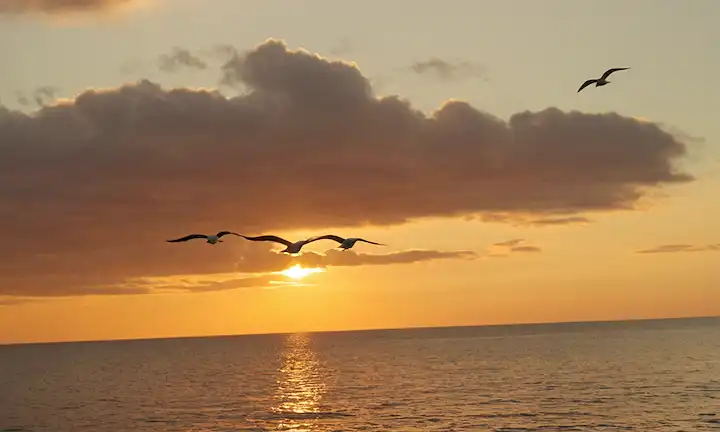 Gaviotas volando sobre el mar al atardecer, mientras que el titular lee Globo Pesz: Amenaza silenciosa en la costa española. La explicación requeriría detalles adicionales o contexto para proporcionar una interpretación más completa. El título en sí mismo es metafórico y destaca un problema que enfrenta la región costera debido a una fuente misteriosa.