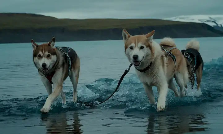 Perros trineos en las aguas árticas congeladas de Islandia como paisaje pintoresco viene a la vista