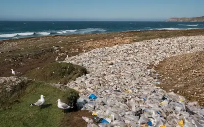 Seagulls de pie cerca de bolsas de basura llenas de residuos plásticos