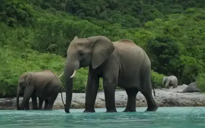Un grupo de animales diversos