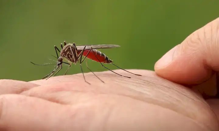 Una mordedura de mosquito a mano, con un fondo que muestra a la gente arañarse.