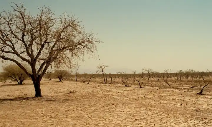 tierra encaramada, cultivos de barrido, árboles moribundos, embalses rotos, tormentas de polvo, animales sedientos, gente desesperada, granjas abandonadas, lechos de río secos, vegetación marchitada, sol abrasador