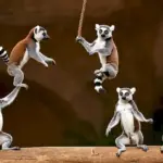 Sifakas: La Danza Aérea de los Lémures Más Ágiles