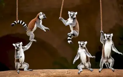 Un grupo de criaturas parecidas a los lemures que realizan una rutina de baile aéreo. Traducido al inglés como Lemurs Voladores: La danza aerial de los Leopardos más pequeños. (Asumiendo que esto sea una referencia a algún tipo de vida silvestre o rendimiento cultural).