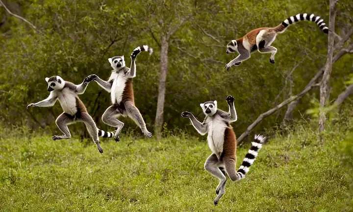 Un grupo de lemures acrobáticos saltando por los árboles. Esta es una referencia al libro o título de artículo, posiblemente refiriéndose a un comportamiento natural o animal.