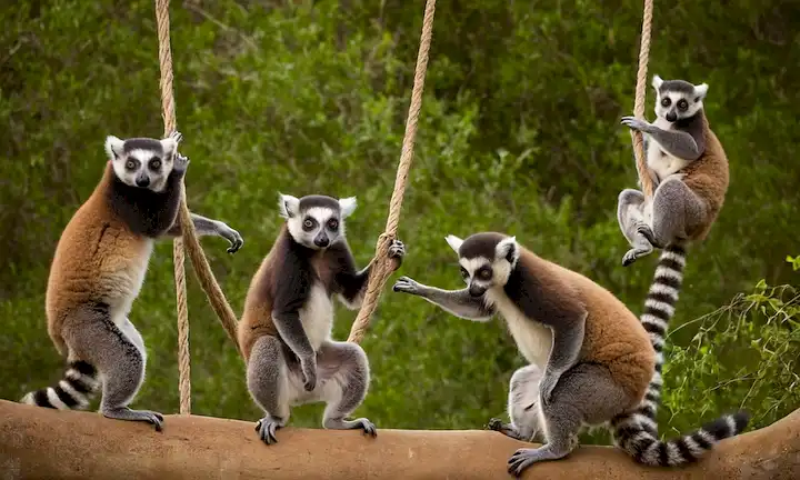 Global community of bumbling lemurs engaging in aerial dance routines.