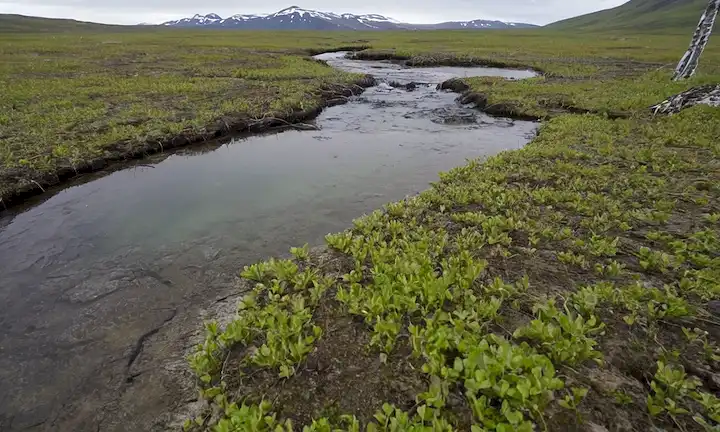 Tundra ártica, fundición permafrost, paisaje helado, paredes desmoronadas de hielo, raíces expuestas, frotando tierra, brotación de vegetación, derretir nieve, temperaturas de calentamiento y un sentido de cambio inminente
