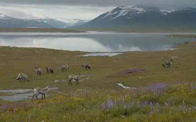 Icy tundra landscape