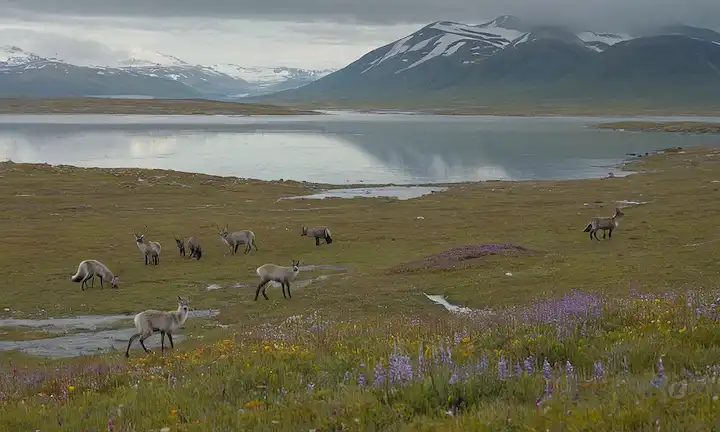 Icy tundra landscape