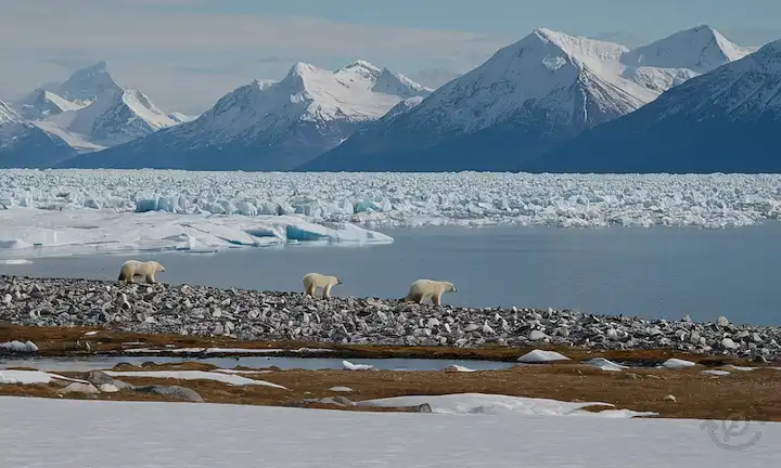 paisaje de tundra helado, tapas de hielo derretido, lagos congelados, osos polares sobre hielo de mar derretido, glaciares de derretimiento, zorros árticos en busca de comida en medio de montañas permafrost cubiertas de nieve en el fondo, hilos de hielo que se alejan, pingüinos deambulando rápidamente en la costa