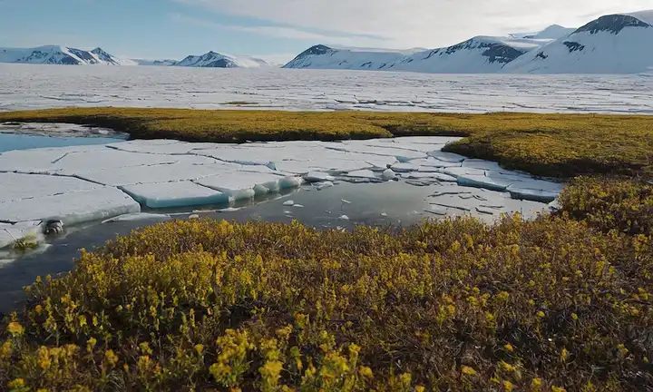 icescapes of melting permafrost, cracked earth, wilting Plantas árticas, grietas heladas, paisaje de tundra congelado, glaciares de fusión, capas de permafrost, impacto del cambio climático, perturbación de los ecosistemas árticos, trastorno del hábitat de oso polar