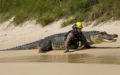 Persona con equipo de seguridad evacuando una playa debido a un gigante de 3 metros de cocodrilo americano común manchado en la ciudad A Coruña