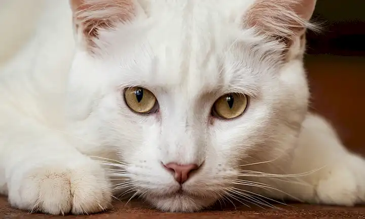 Las características distintas del gato Guepardo, que se considera único entre otros grandes gatos. La imagen representa una foto de cerca de características distintivas como su piel blanca y garras retráctil agudas.