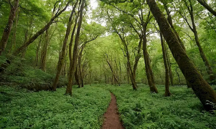 Bosques, exuberante vegetación, árboles, flores, vida silvestre, reservas naturales, ecosistemas, resiliencia, adaptación, sostenibilidad, biodiversidad, armonía, equilibrio, cambio climático, restauración, conservación, interconexión